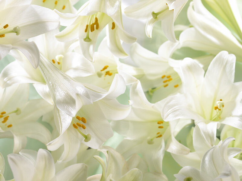 White Lily Flowers — Serene, Photograph