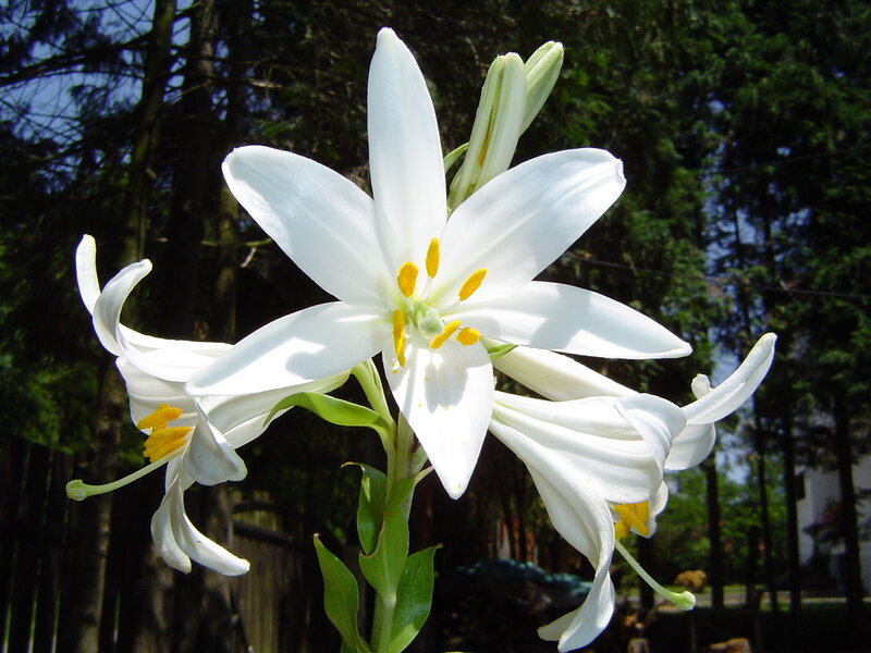 White Lily Flowers — Serene