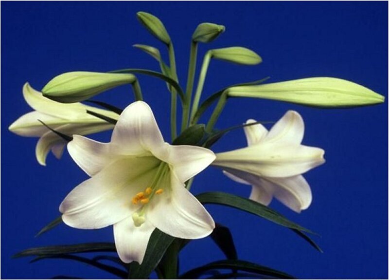 White Lily Flowers