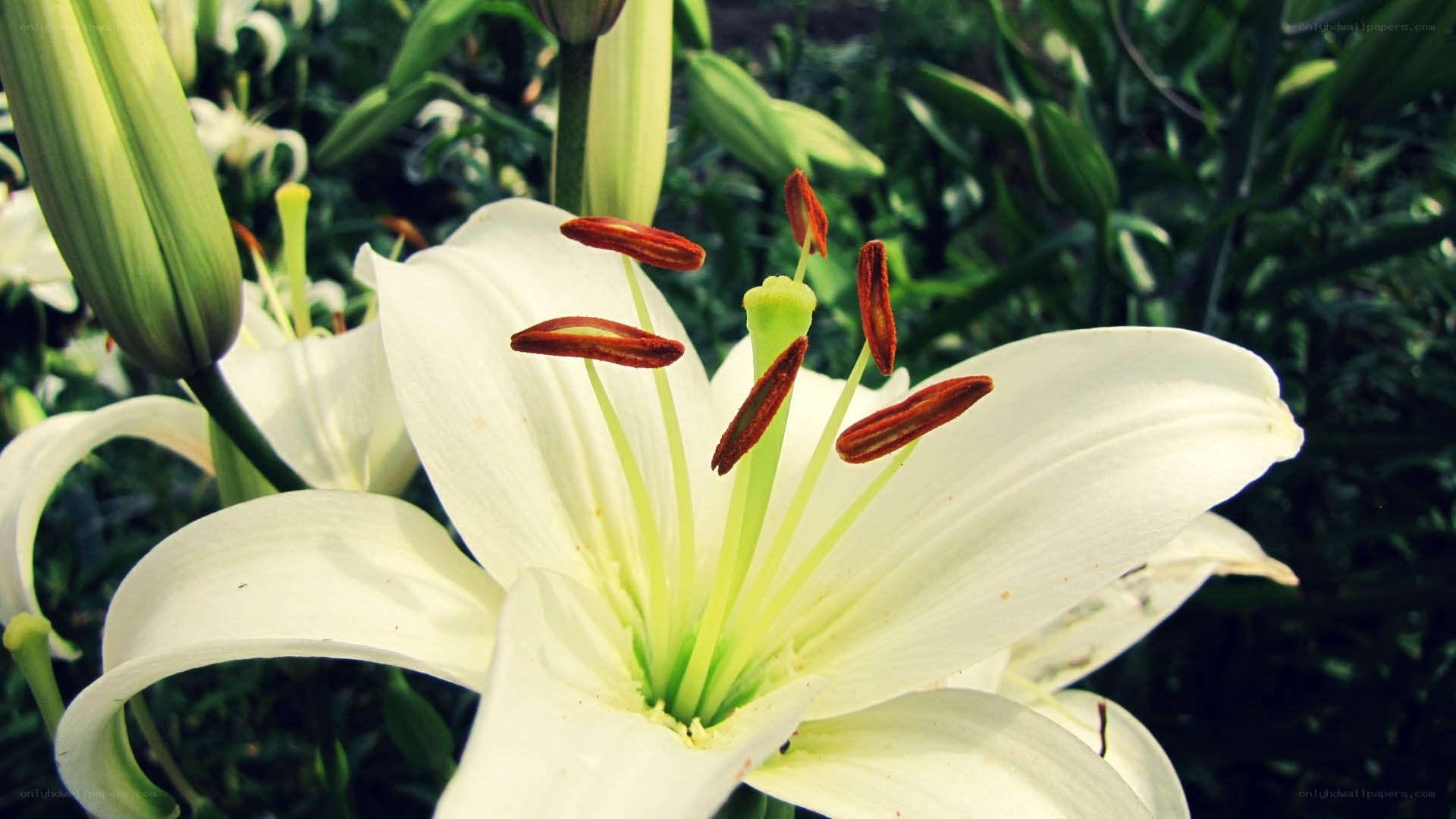 white lily in bloom