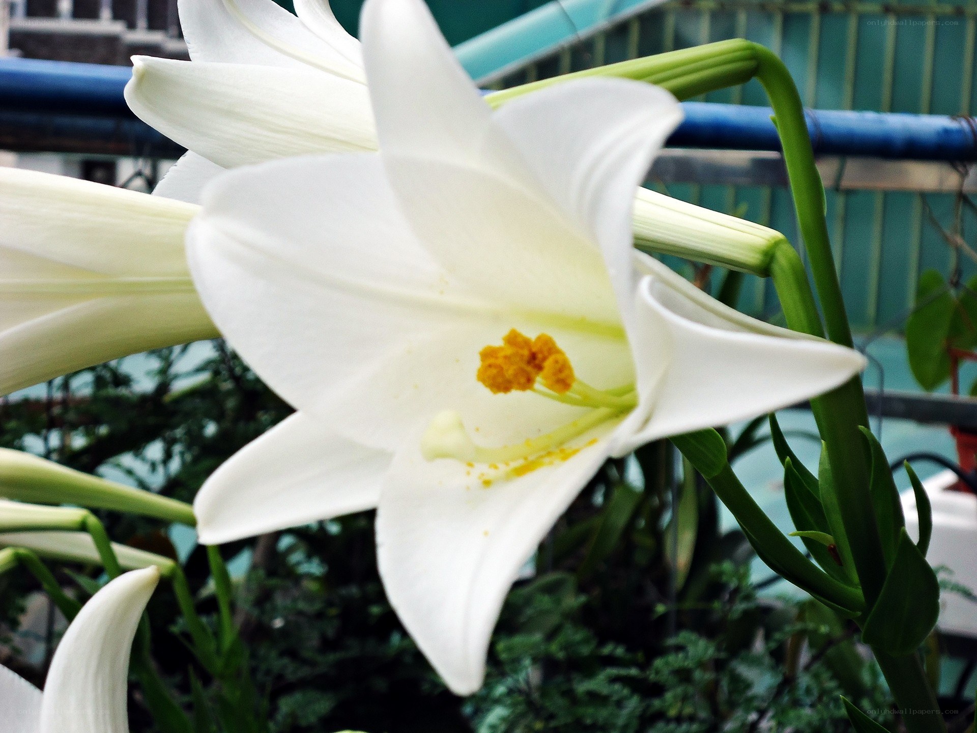 White lily in bloom