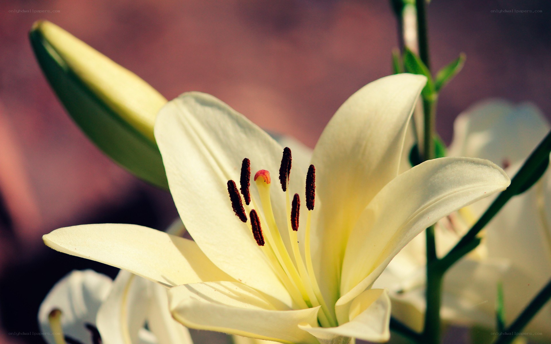 White lily in bloom