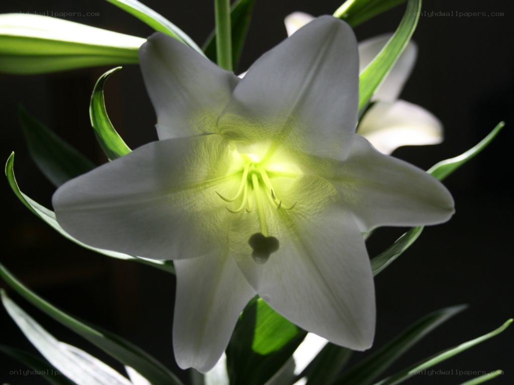 White lily in bloom