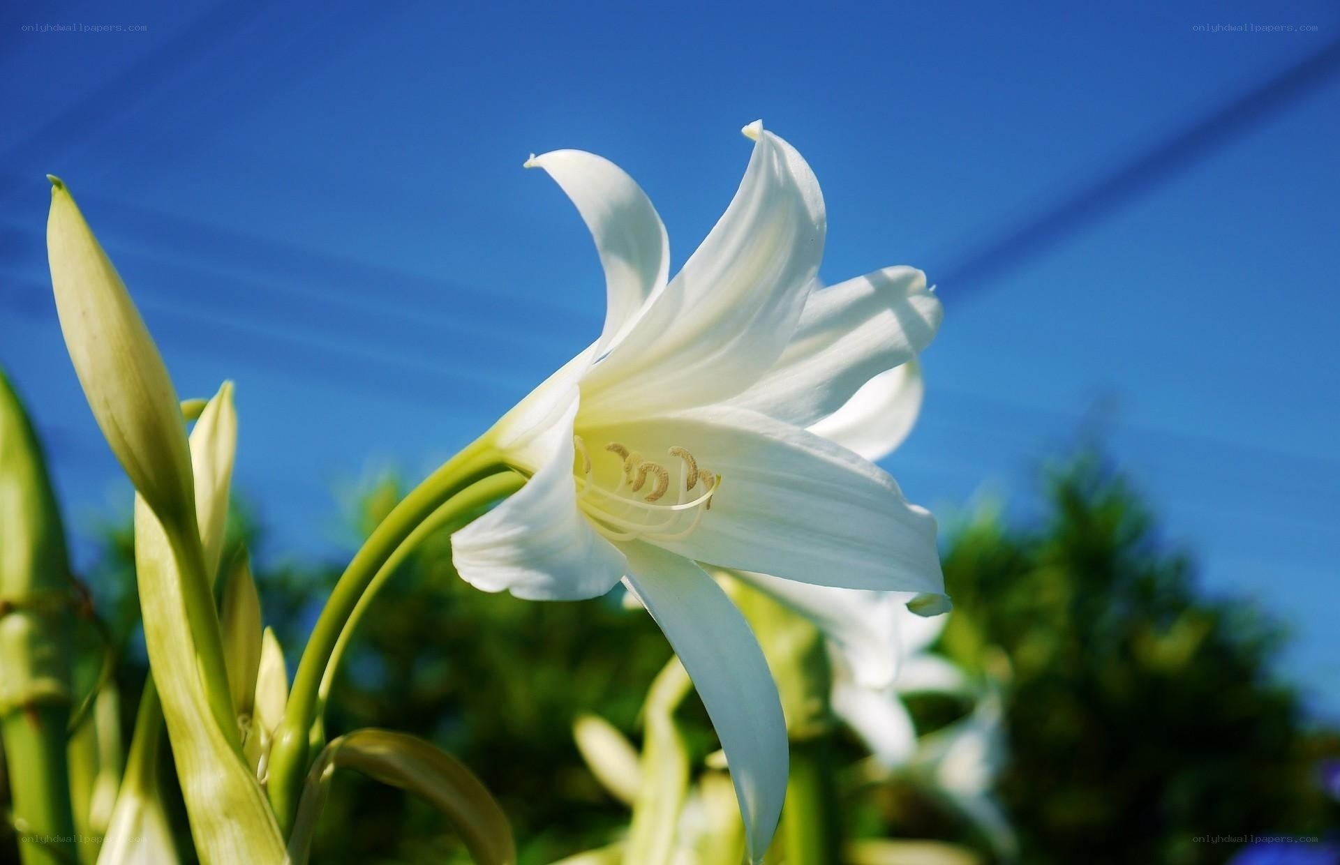 White lily in blue sky