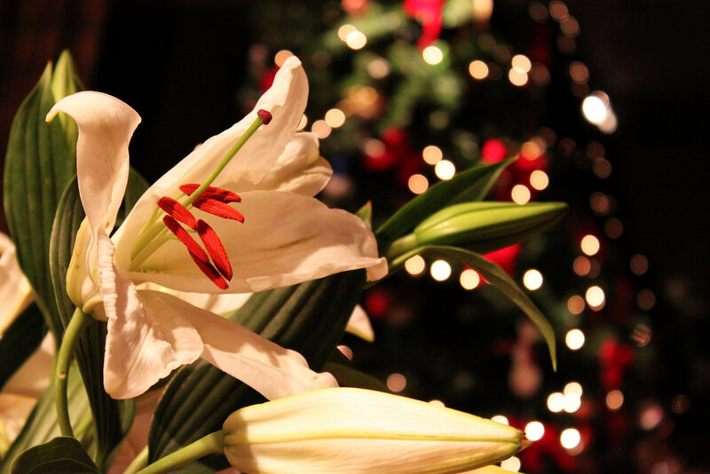 White lily in front of Christmas lights