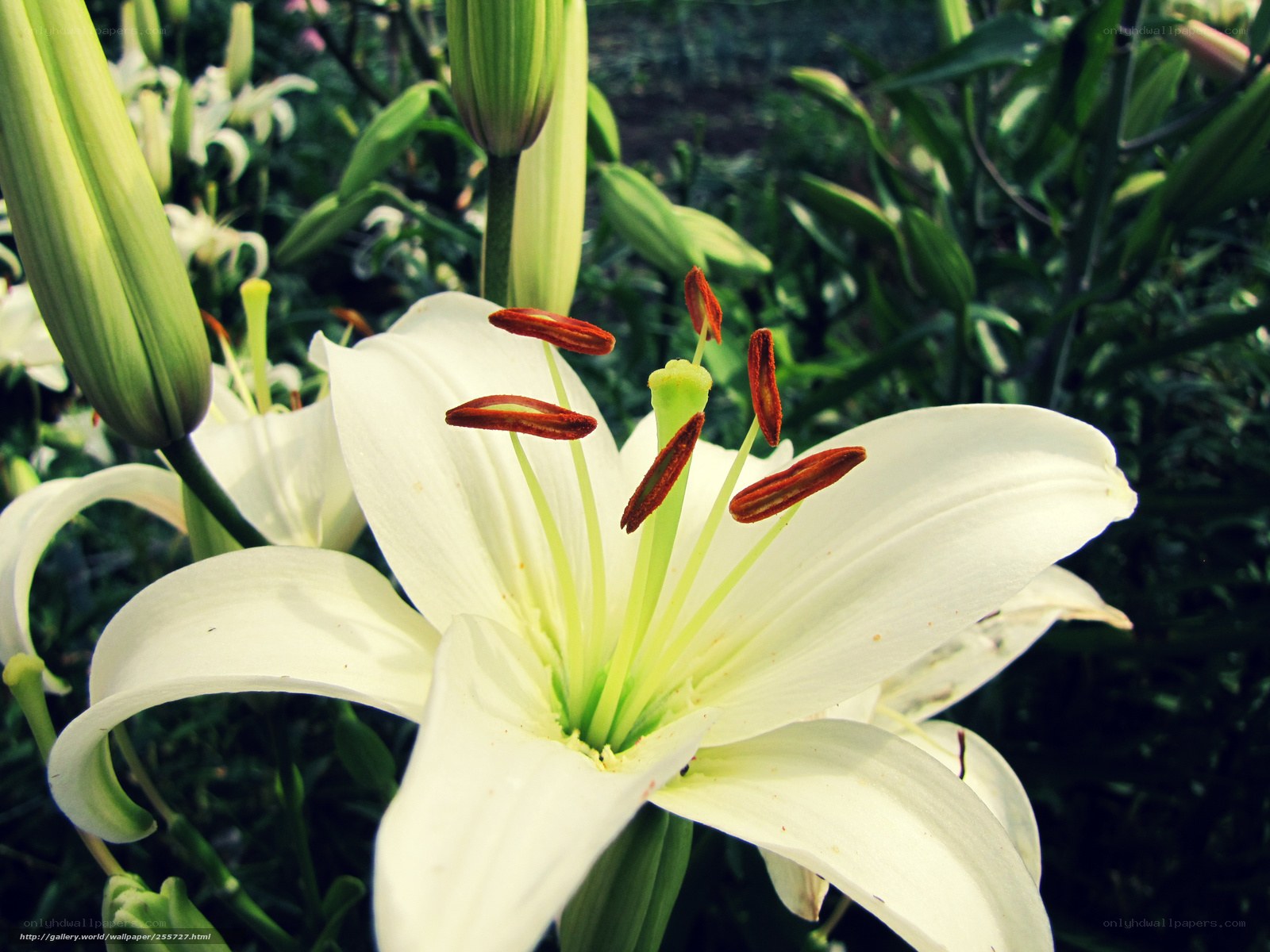White lily in full bloom