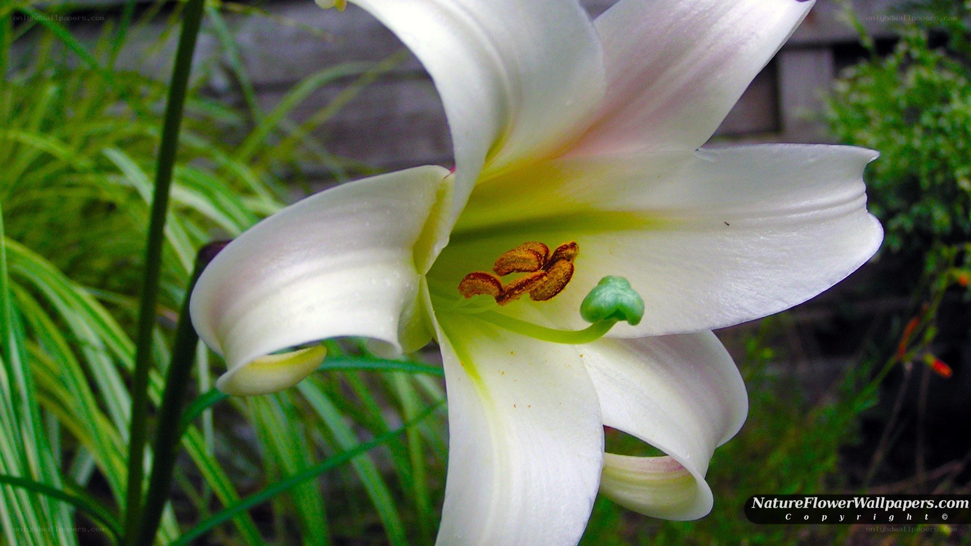 white lily in garden