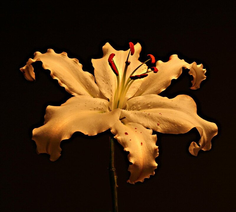 white lily in spotlight
