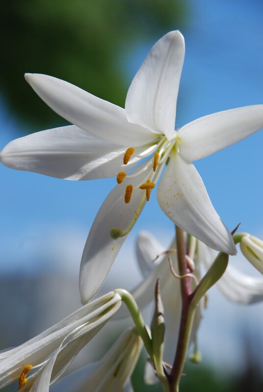 white lily in sunlight