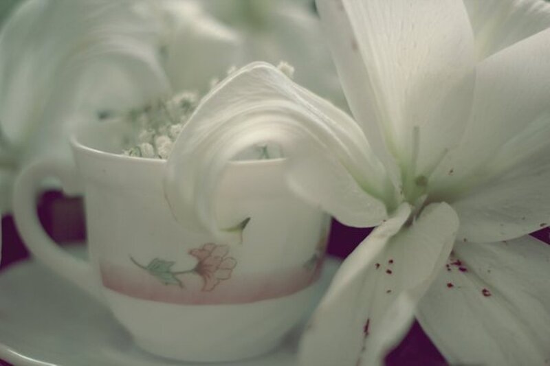 White Lily in Teacup