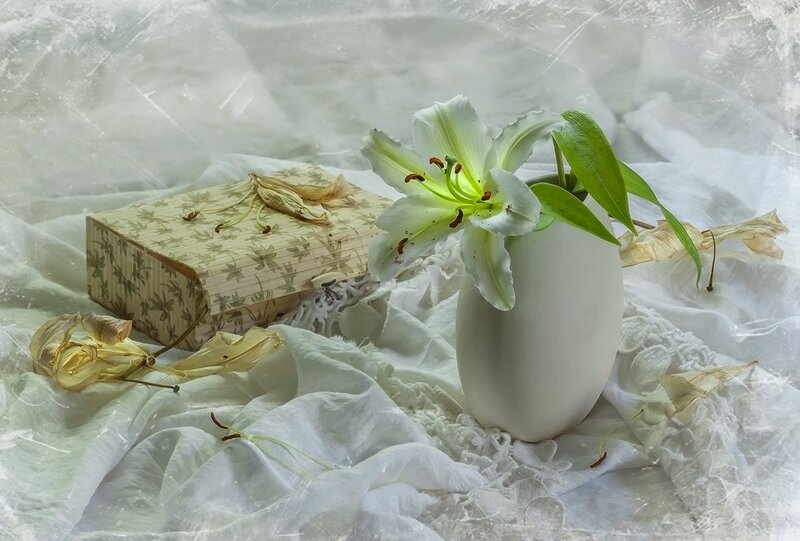 White Lily in Vase — Serene