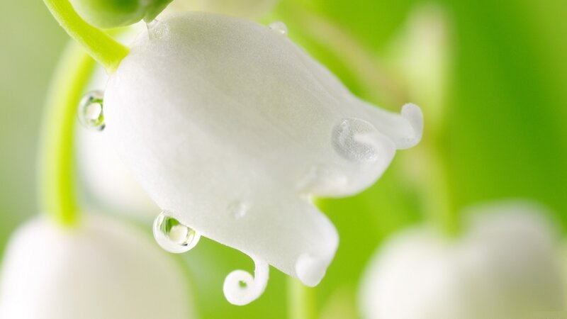 White lily of the valley