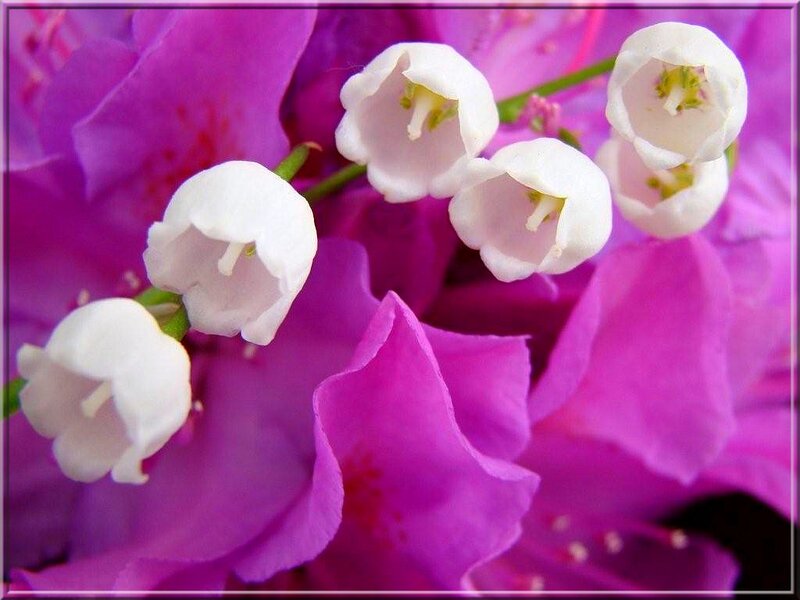 White Lily of the Valley — Calm