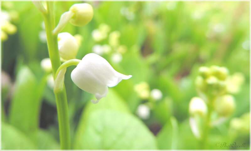 White Lily of the Valley — Green