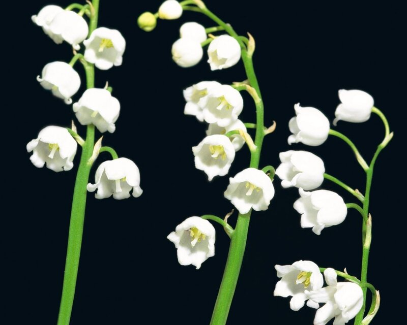 White Lily of the Valley — Serene, Photograph