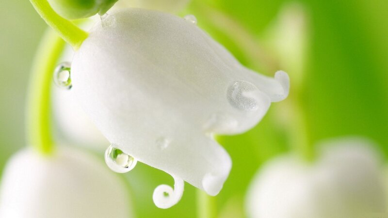 White Lily of the Valley — Serene, Spring, Photograph, Flower