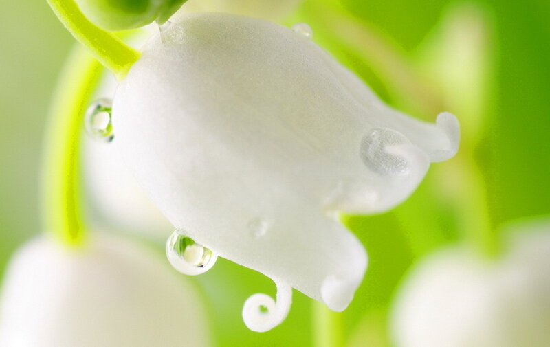 White Lily of the Valley — Serene
