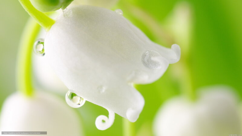 White lily of the valley