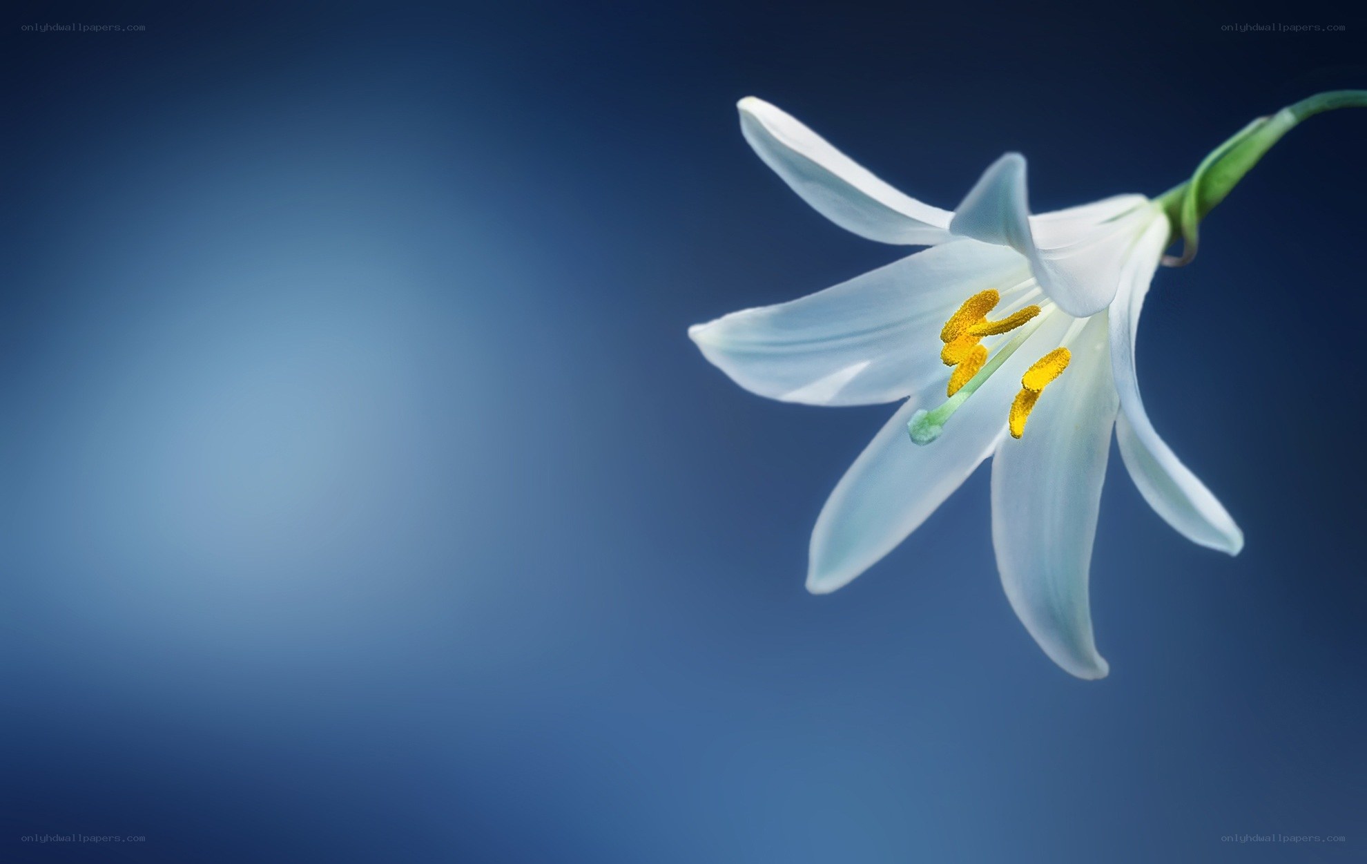 white lily on blue background