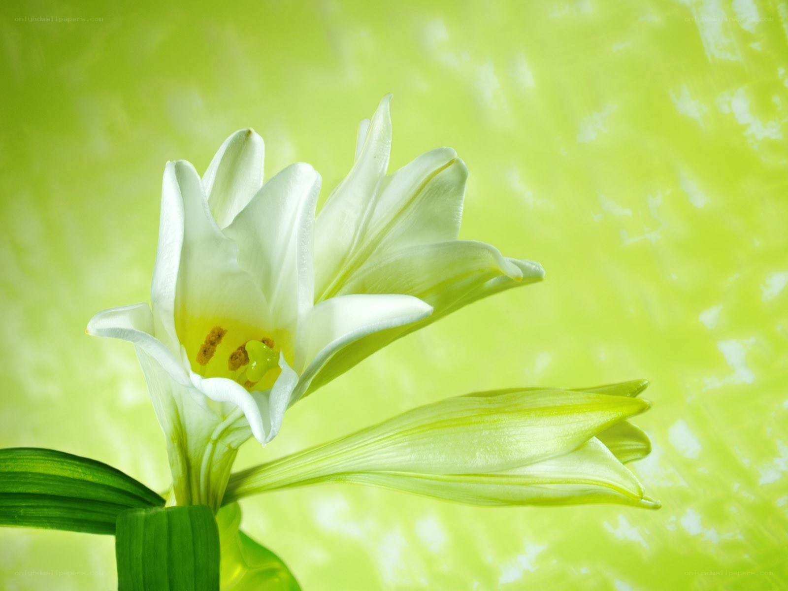 White lily on green background