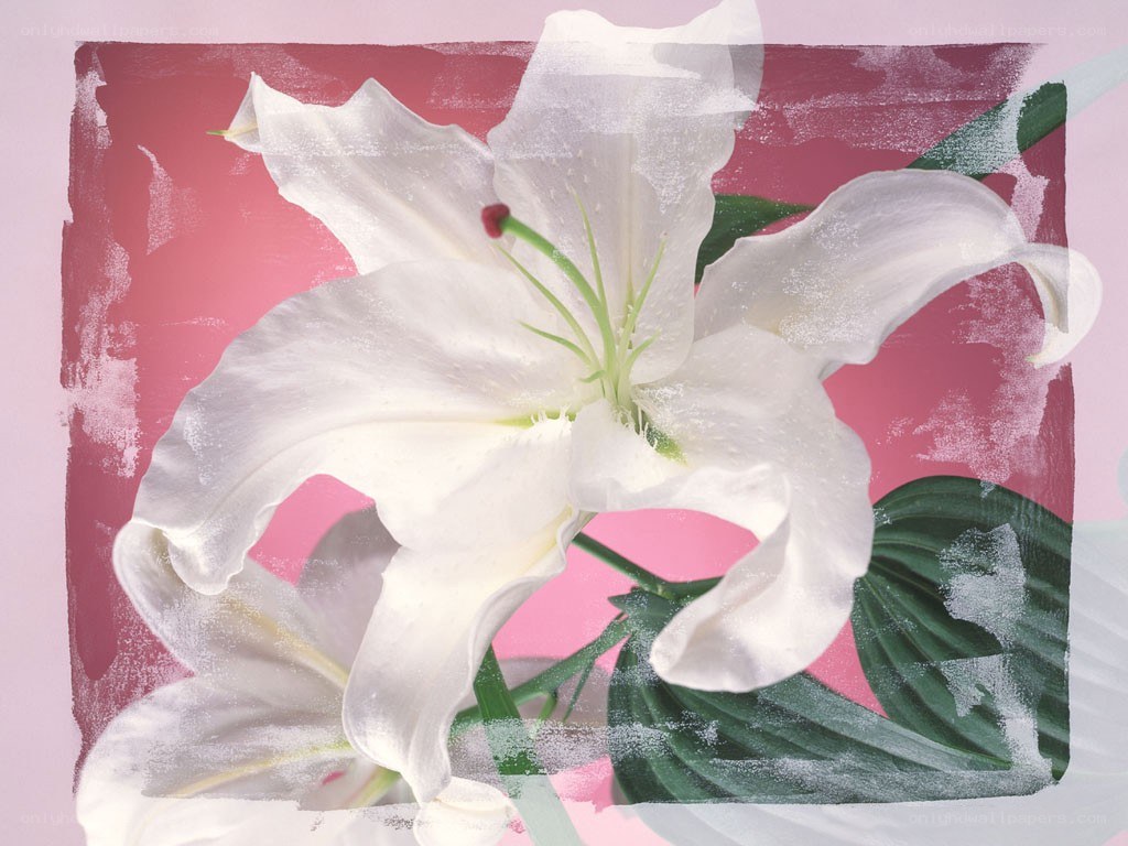 White lily on pink background
