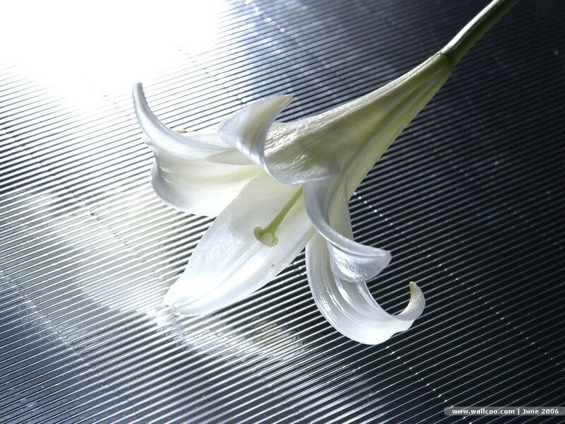 White lily on textured surface