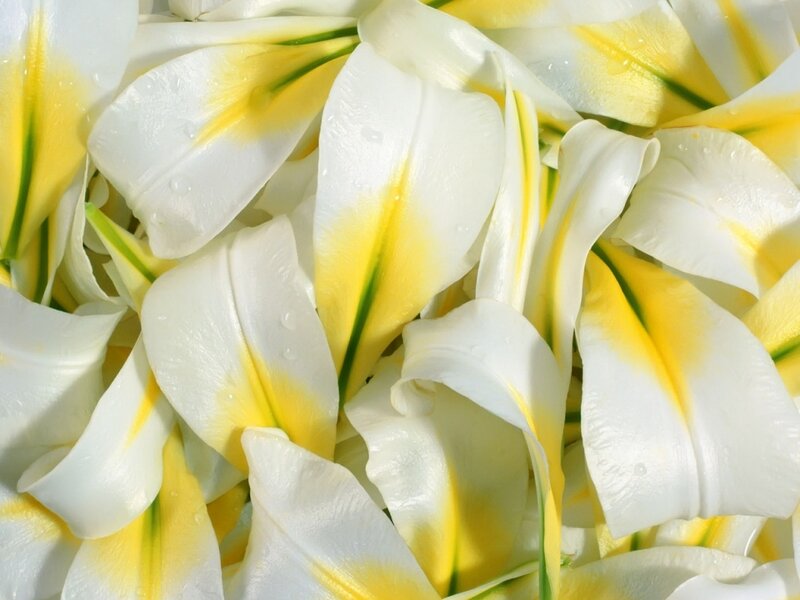White Lily Petals