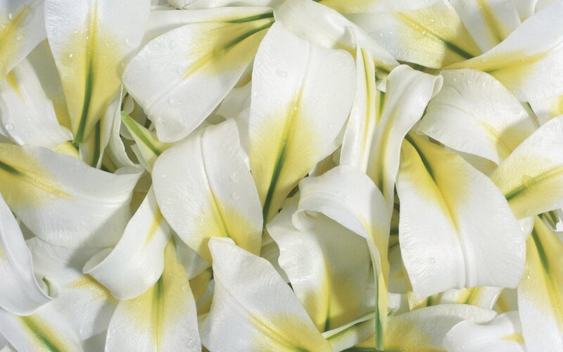 white lily petals with water droplets