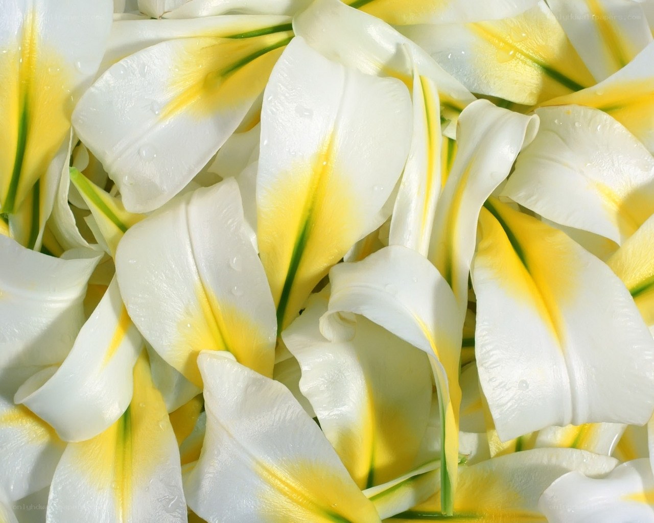 White lily petals with yellow tips