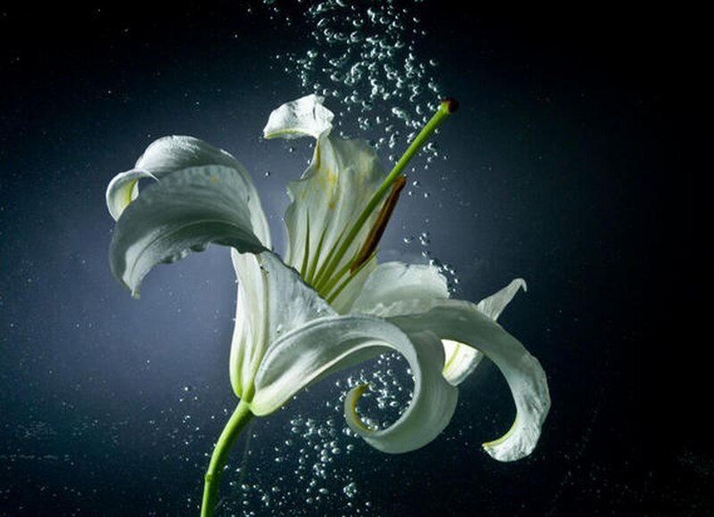 White Lily Underwater