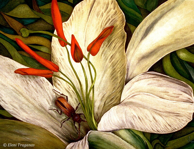 White Lily with Beetle