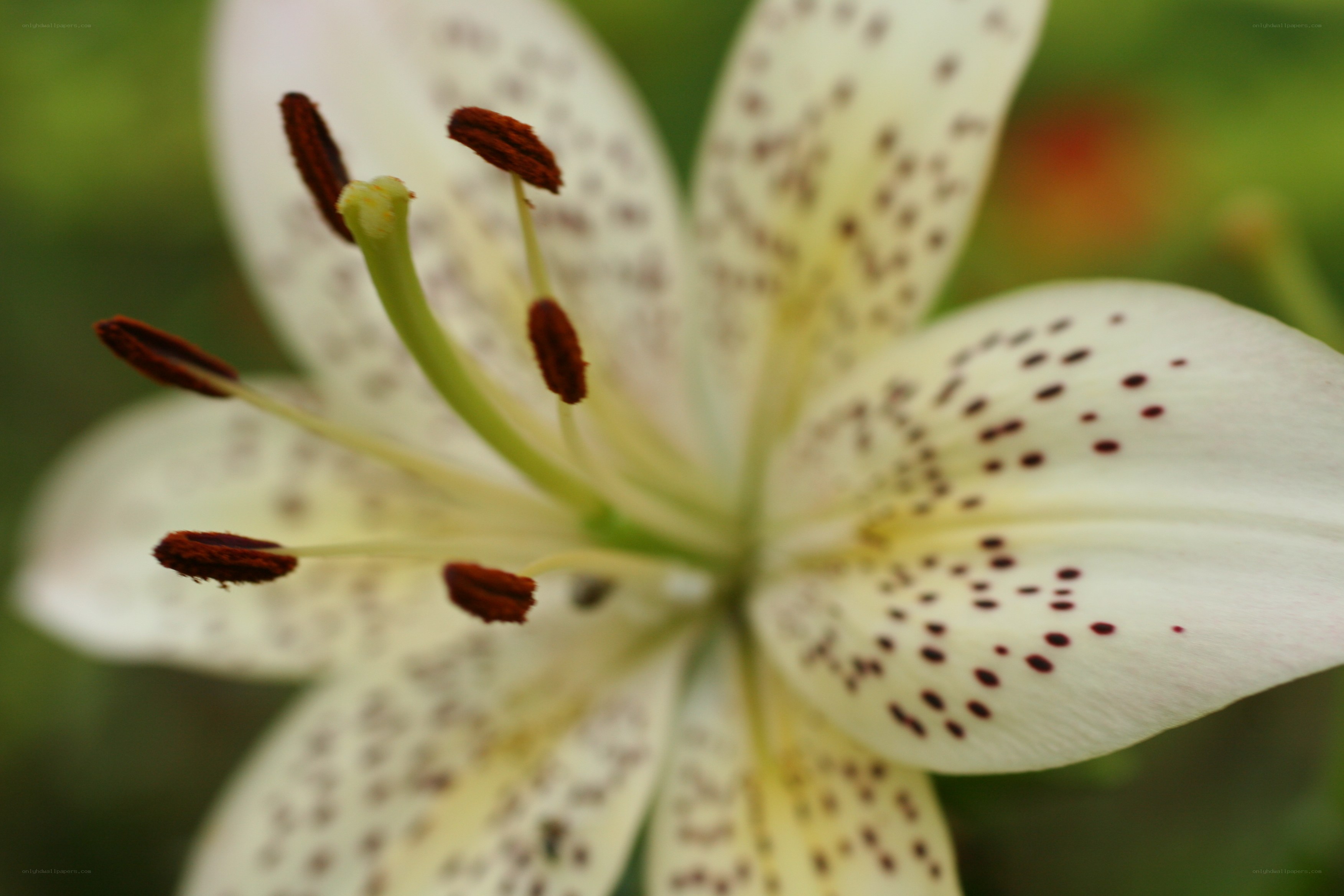 white lily with brown spots