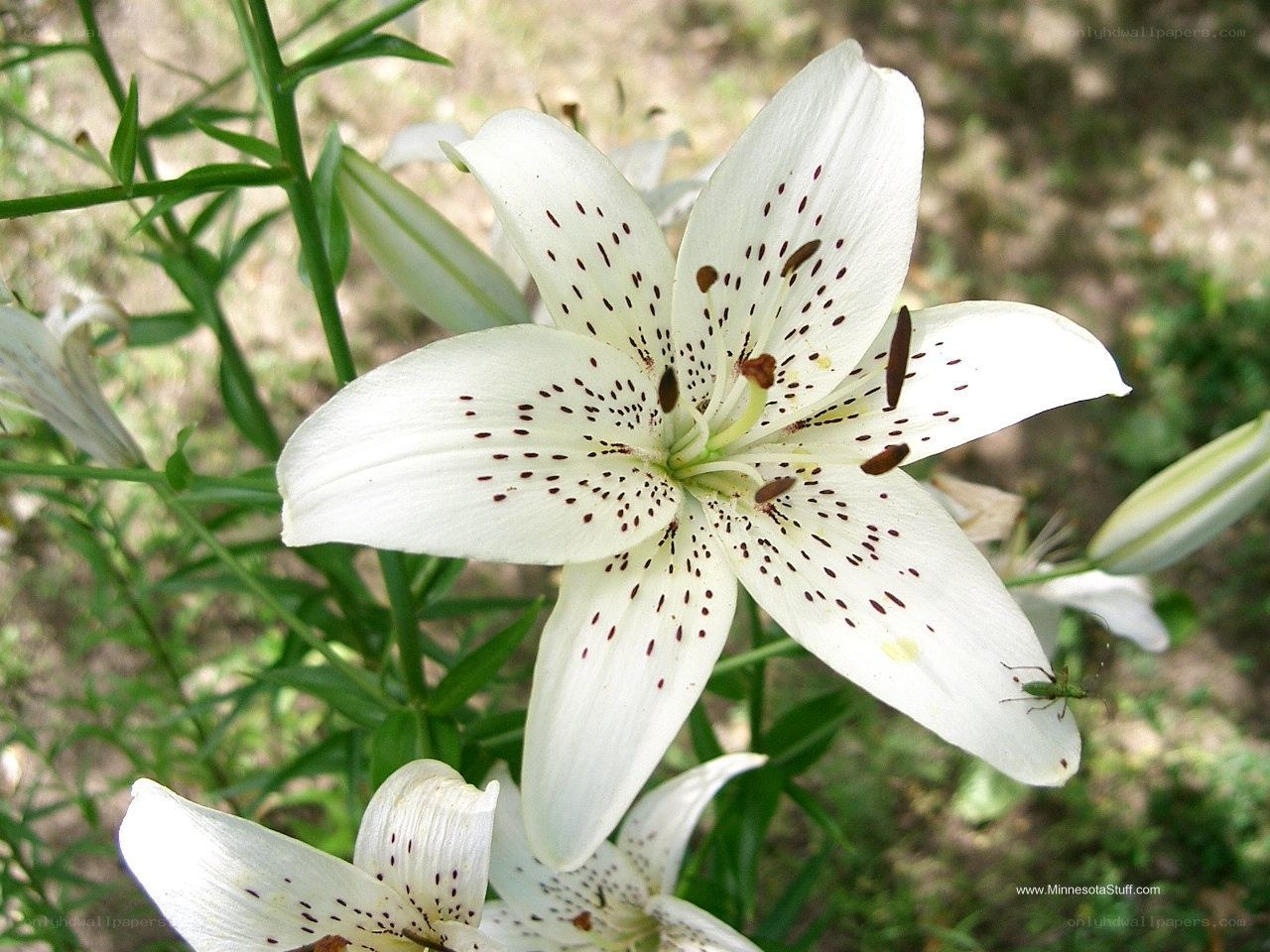 white lily with brown spots
