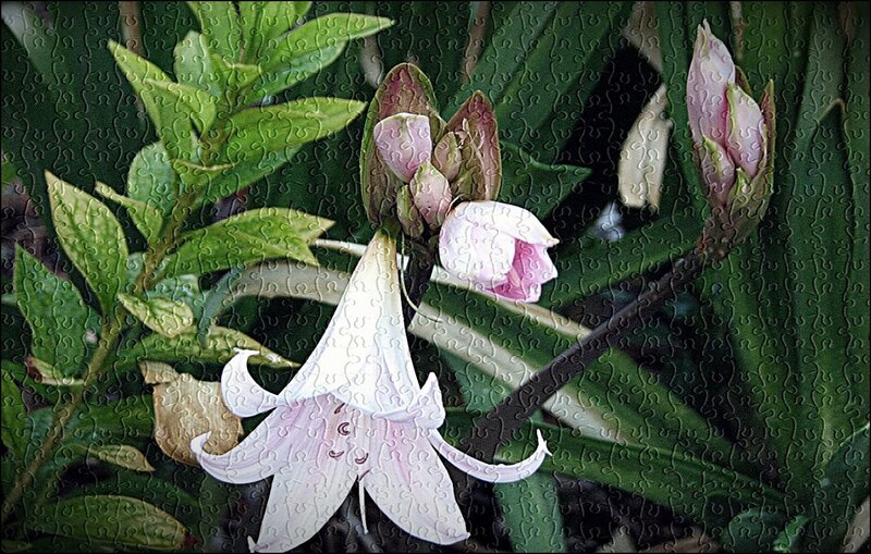 White lily with buds