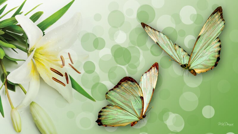White Lily with Butterflies