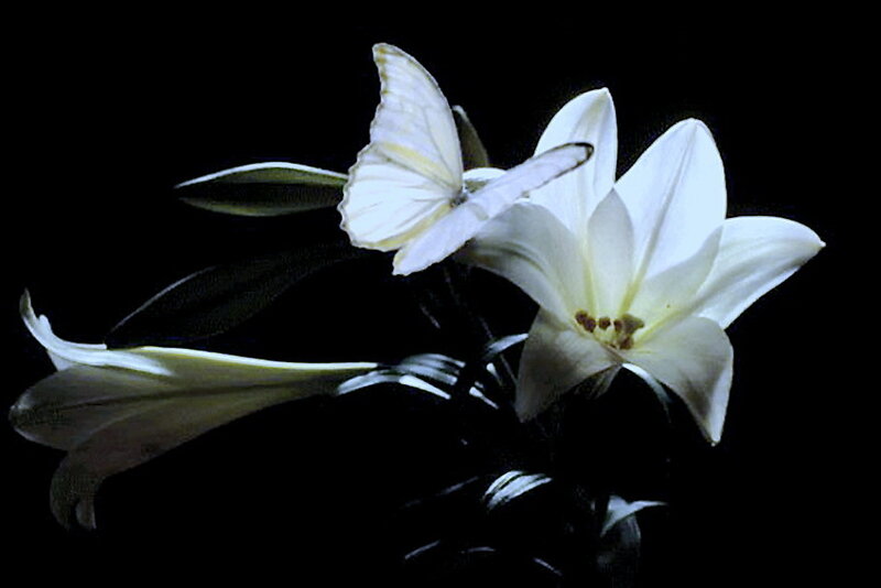 White Lily with Butterfly