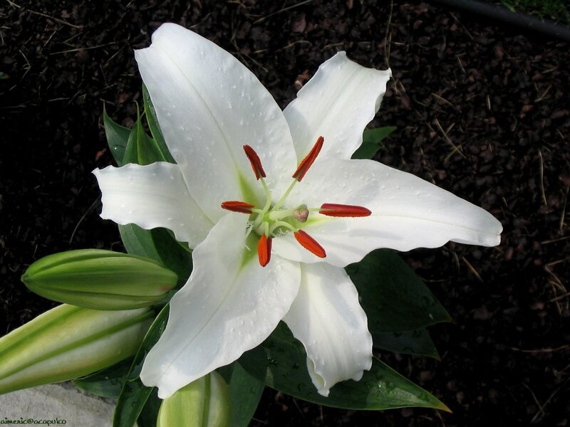 White lily with dew drops