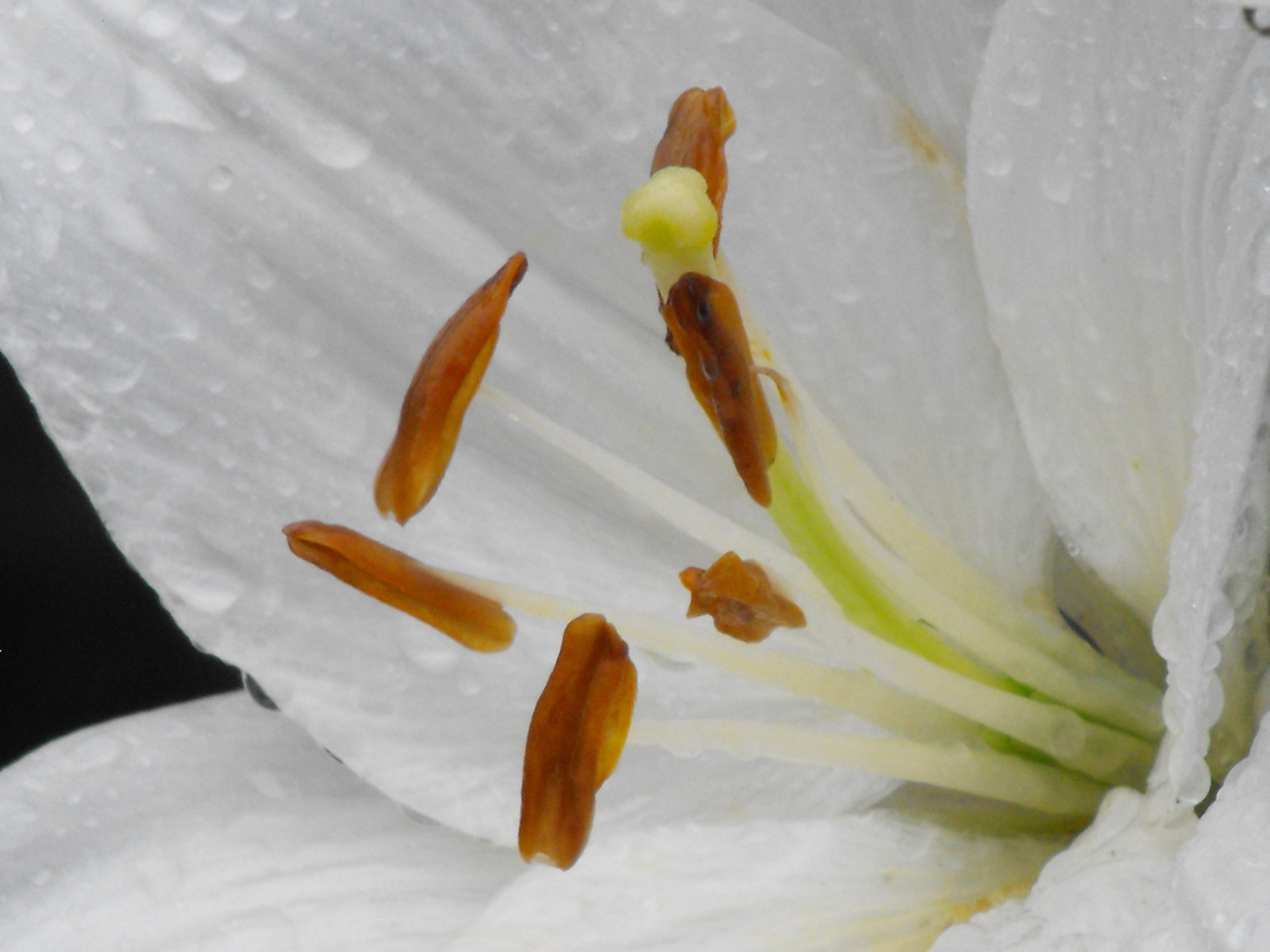 White lily with dew drops
