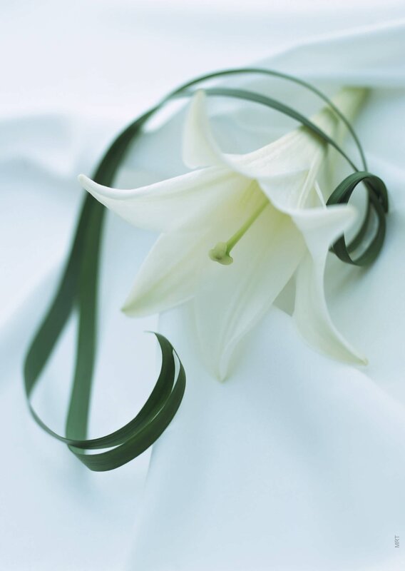 white lily with green ribbon