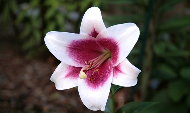 White Lily with Pink Center