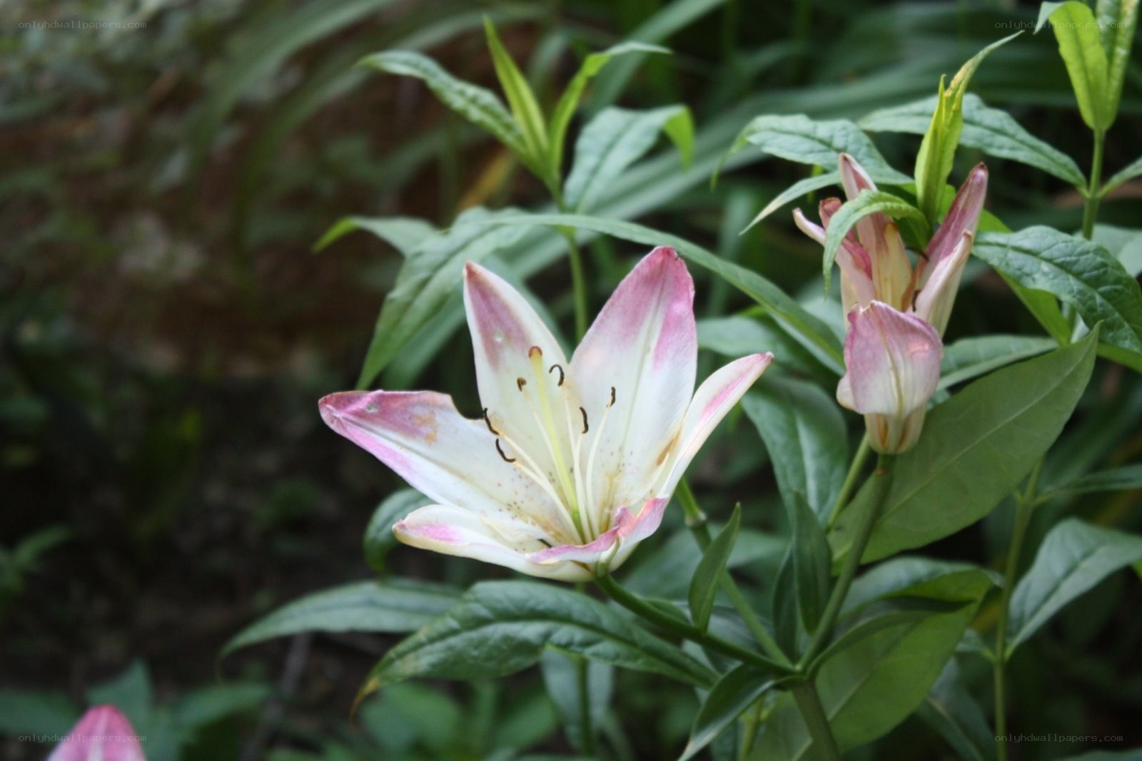 white lily with pink tips