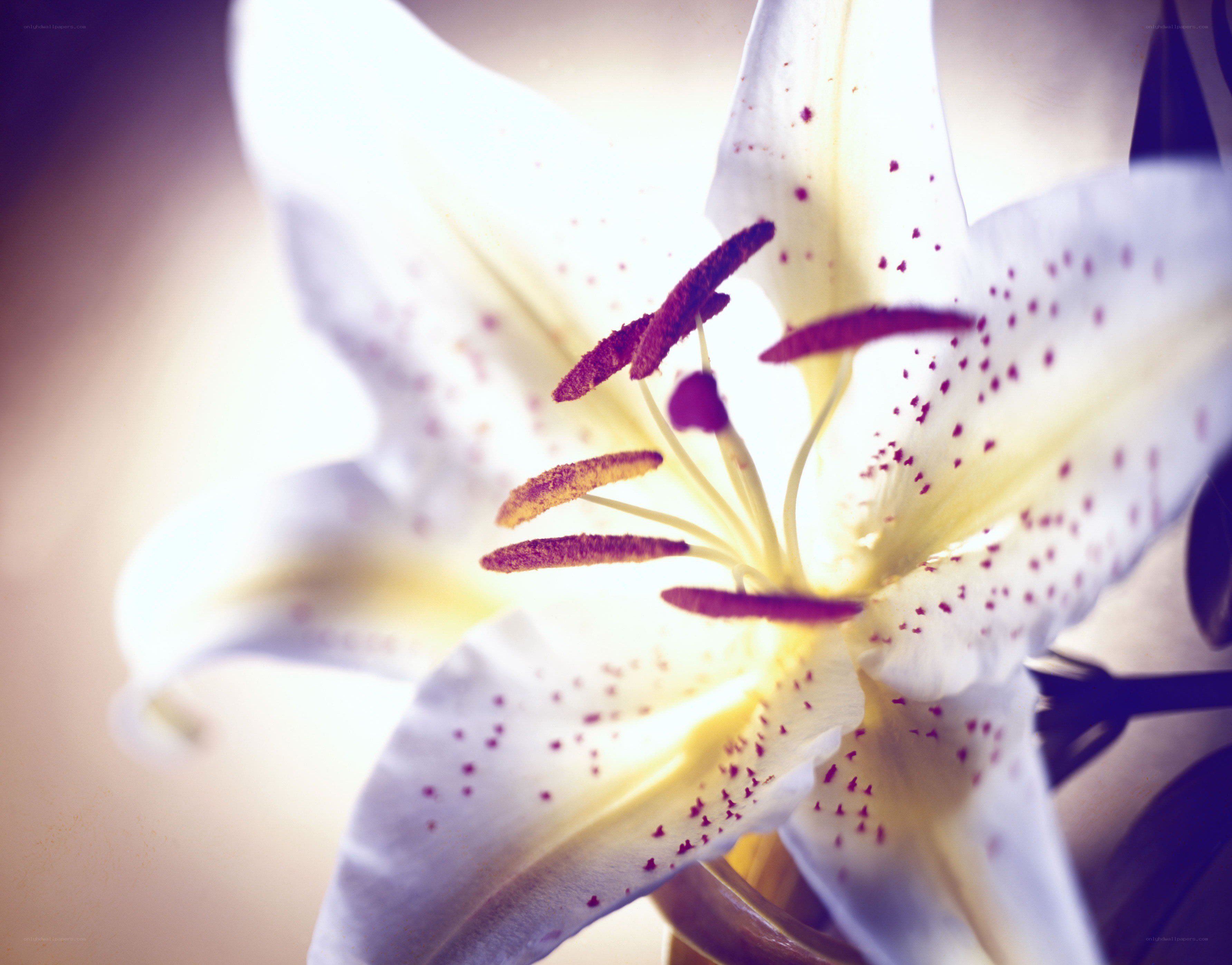 white lily with purple spots