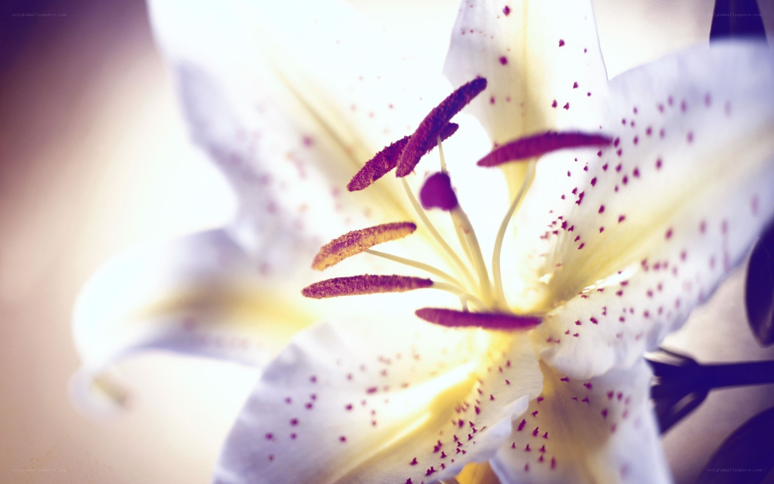 white lily with purple spots