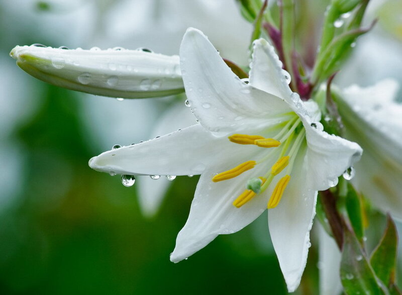 white lily with raindrops