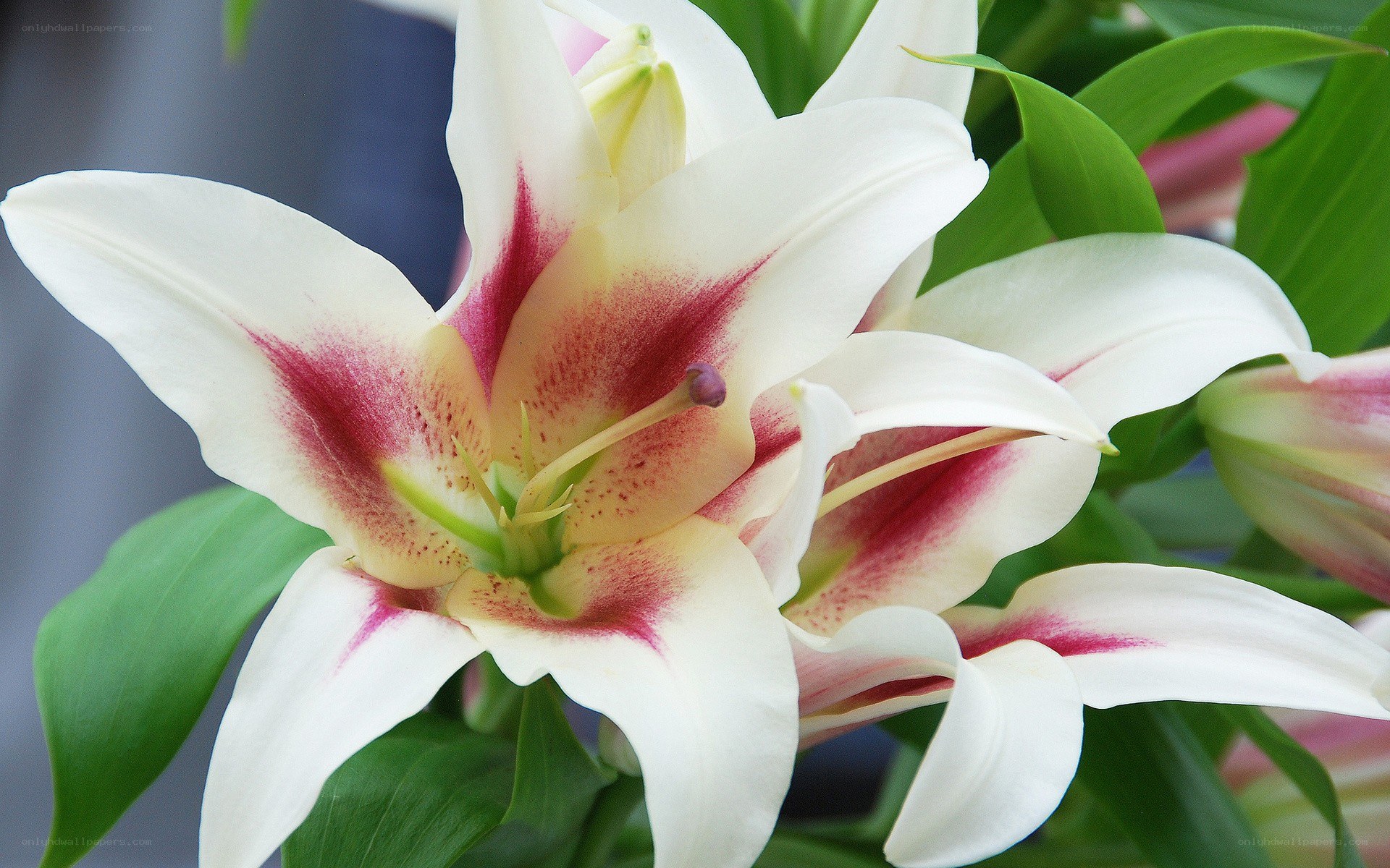white lily with red markings