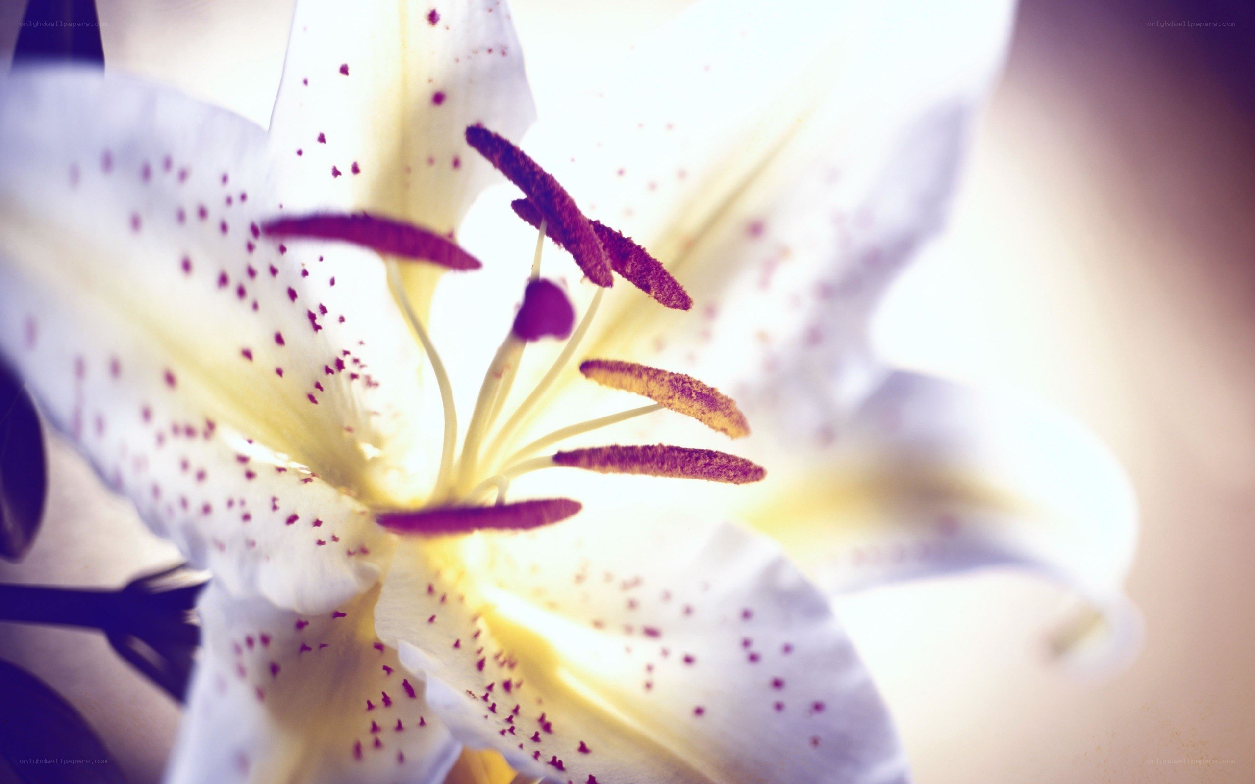 white lily with red spots