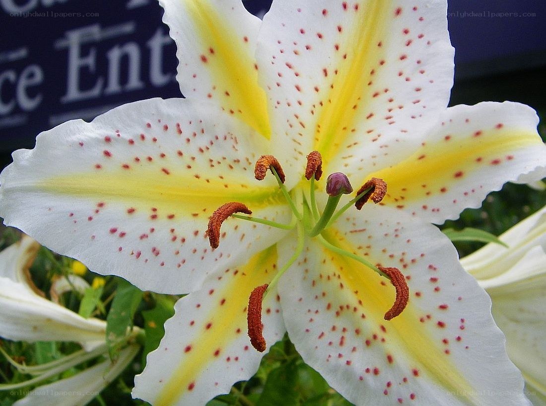white lily with red spots