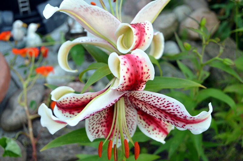 White Lily with Red Spots — Natural, Afternoon