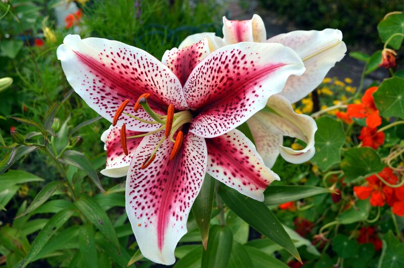 White Lily with Red Spots — Natural
