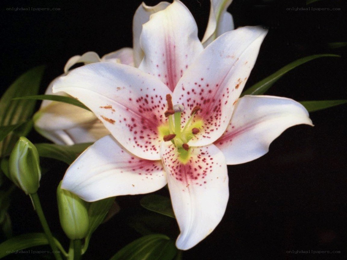 white lily with red spots